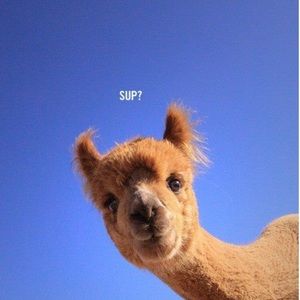 Meet your Posher, Jenn